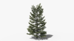 Lowpoly Pine v9