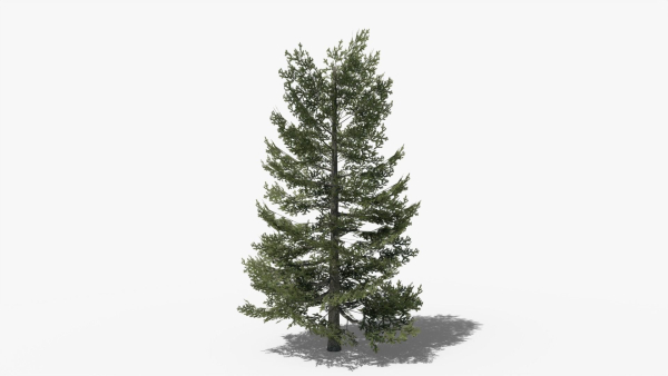Lowpoly Pine v9