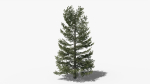 Lowpoly Pine v9