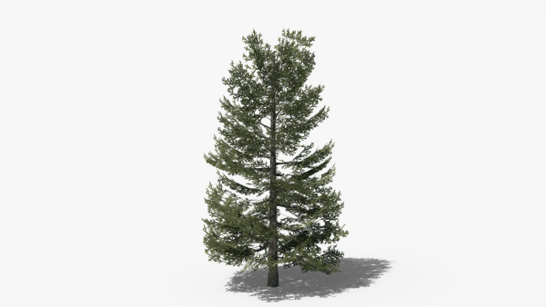 Lowpoly Pine v9