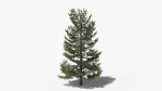 Lowpoly Pine v9