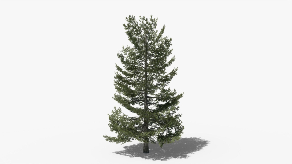 Lowpoly Pine v9