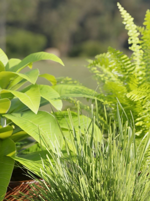 lowpoly-pot-plants-collection-vol-228-blender-3d-model-2089595d18