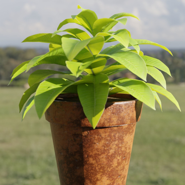 Lowpoly Pot Plants collection vol 228-Blender