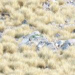 Lowpoly wild dry grass collection vol 160-Blender