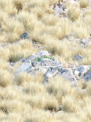 lowpoly-wild-dry-grass-collection-vol-160-blender-3d-model-4b134d89b7