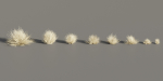 Lowpoly wild dry grass collection vol 160-Blender