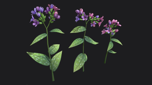 Lungwort stylized plant