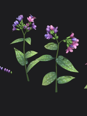 Lungwort stylized plant