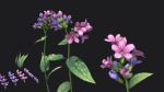 Lungwort stylized plant
