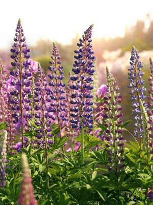 Lupine VFX Grace