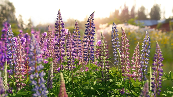 Lupine VFX Grace