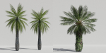 Luxcore Tropical Trees and Vegetation pack