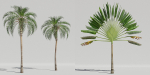 Luxcore Tropical Trees and Vegetation pack