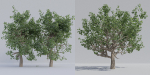 Luxcore Tropical Trees and Vegetation pack