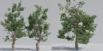 Luxcore Tropical Trees and Vegetation pack