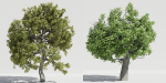 Luxcore Tropical Trees and Vegetation pack