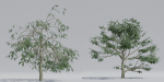 Luxcore Tropical Trees and Vegetation pack