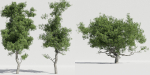 Luxcore Tropical Trees and Vegetation pack