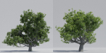 Luxcore Tropical Trees and Vegetation pack