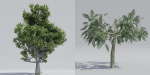 Luxcore Tropical Trees and Vegetation pack