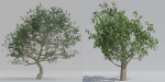 Luxcore Tropical Trees and Vegetation pack