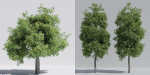 Luxcore Tropical Trees and Vegetation pack