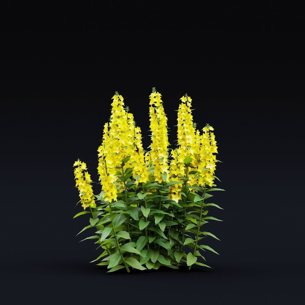 Lysimachia punctata flower