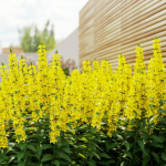 Lysimachia punctata flower