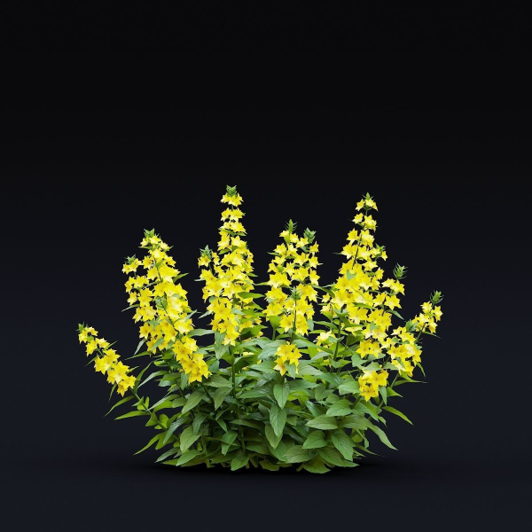 Lysimachia punctata flower