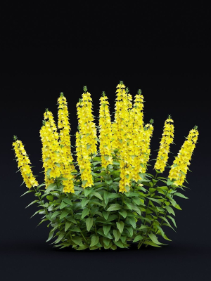 lysimachia-punctata-flower-3d-model-537da7dcb7
