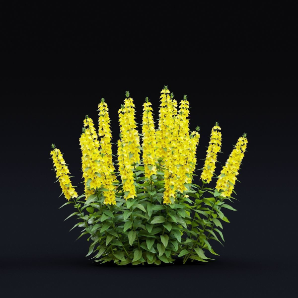 Lysimachia punctata flower