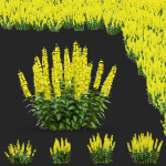 Lysimachia punctata flower