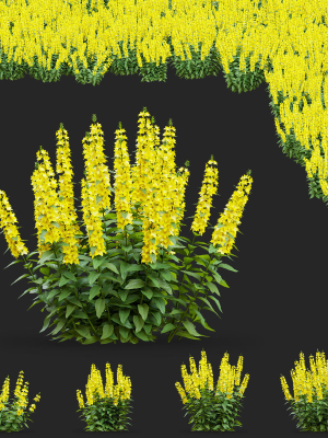 Lysimachia punctata flower