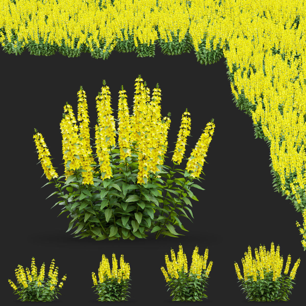 Lysimachia punctata flower