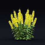 Lysimachia punctata flower