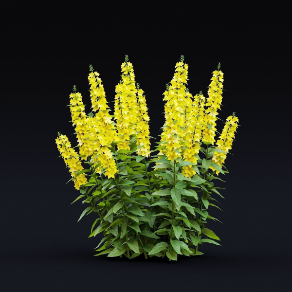Lysimachia punctata flower