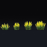 Lysimachia punctata flower