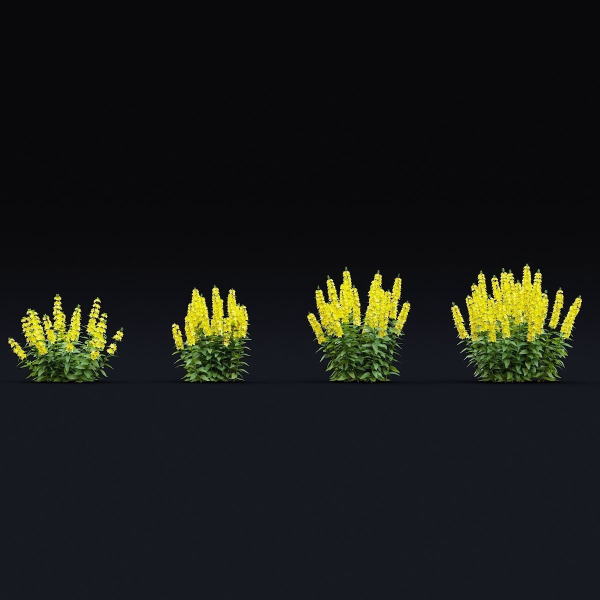 Lysimachia punctata flower