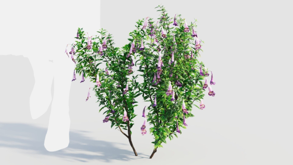 Lysionotus pauciflorus a