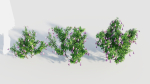 Lysionotus pauciflorus a