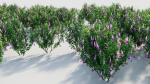 Lysionotus pauciflorus a