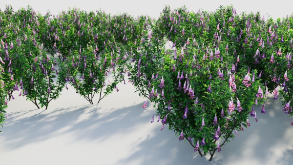 Lysionotus pauciflorus a