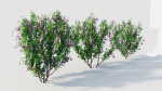 Lysionotus pauciflorus a