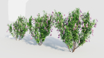 Lysionotus pauciflorus a