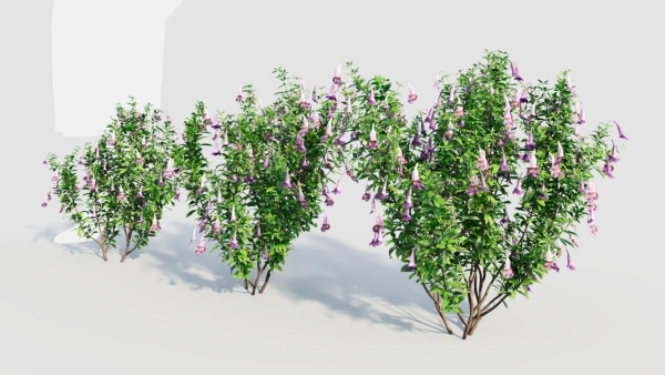 Lysionotus pauciflorus a