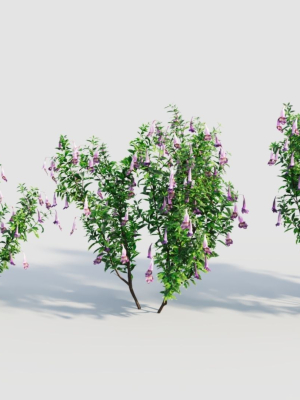 lysionotus-pauciflorus-a-3d-model-5a70aa1a94