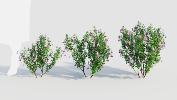 Lysionotus pauciflorus a