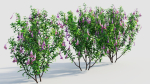 Lysionotus pauciflorus a