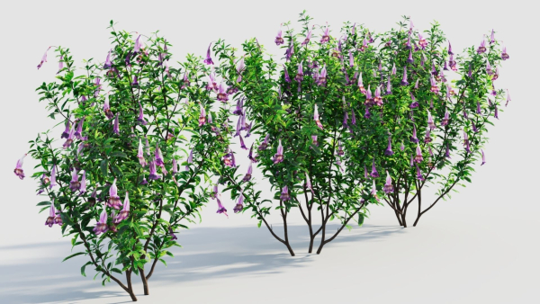 Lysionotus pauciflorus a
